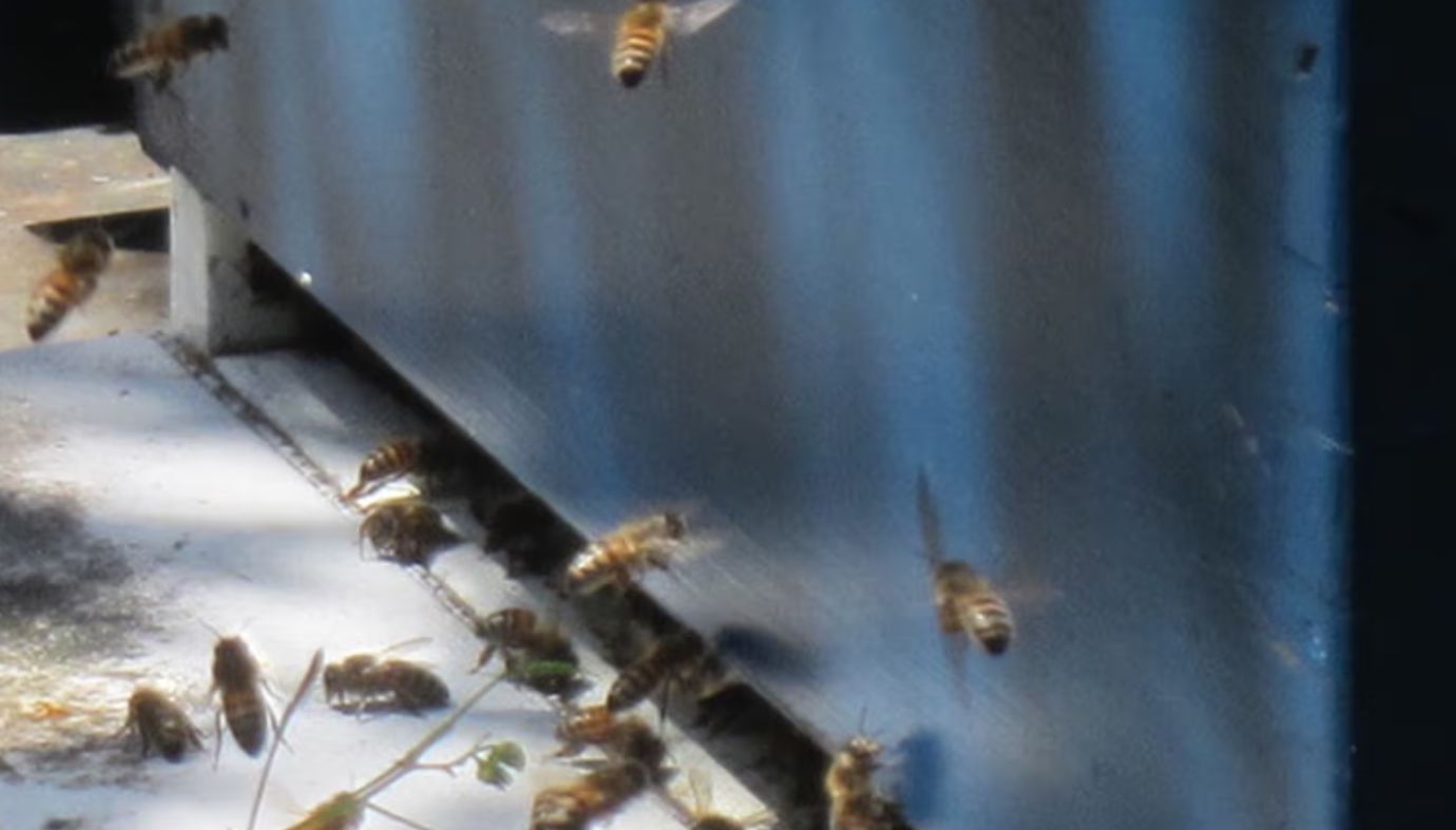 What we can learn from bees